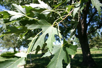 silver maple