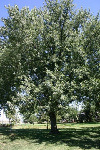 Silver Maple