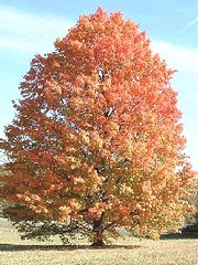 silver maple