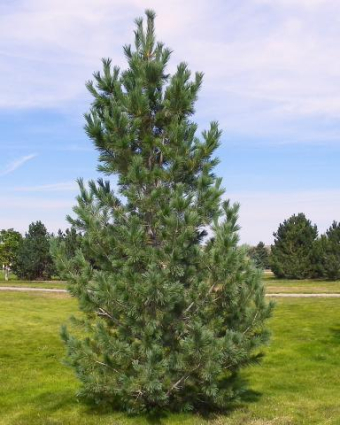 Southwestern White Pine