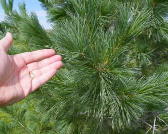 SW white pine