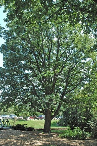 Swamp White Oak