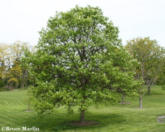 swamp white oak