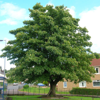 Sycamore