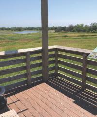 Marsh wren vantage point 