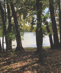 Wooded shoreline 