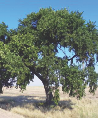 american elm