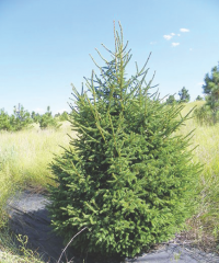 Black Hills Spruce tree