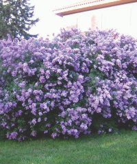 Lilac, Common