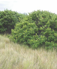 Skunkbush Sumac tree