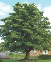 sycamore tree