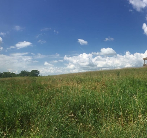 Marsh Wren Saline Wetland
