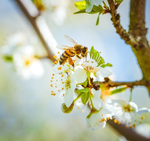 bee on a tree flower