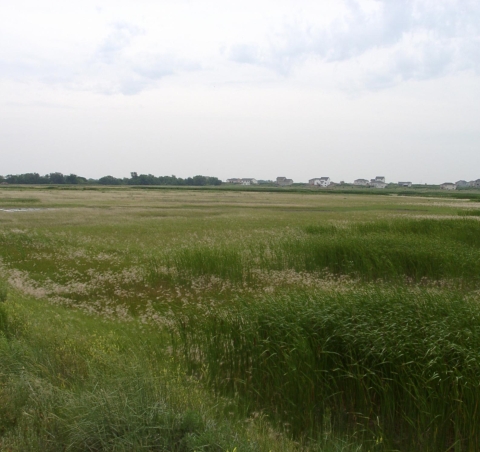 Whitehead Saline Wetland