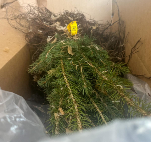 Most Trees are Ready for Pickup