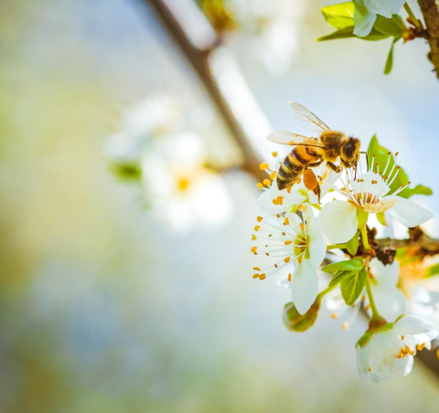 2024 Backyard Prairie Pollinator Program