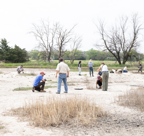 Endangered Salt Creek Tiger Beetle Release