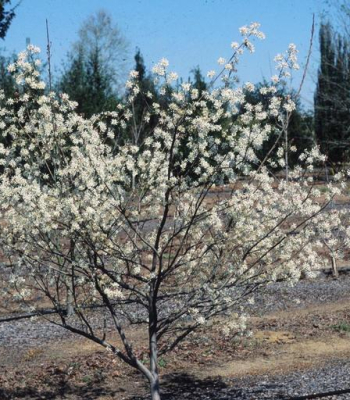 Serviceberry