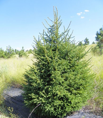 Black Hills Spruce