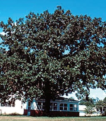 Bur Oak