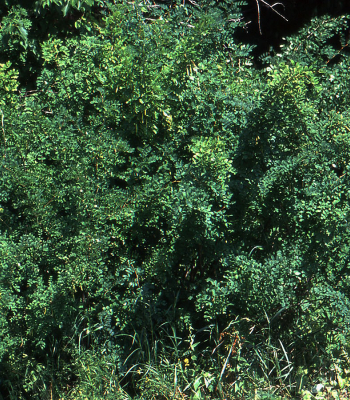 Caragana bush