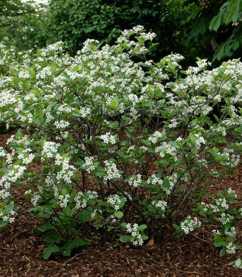 Chokeberry, McKenzie