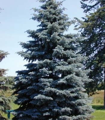 Colorado Blue Spruce