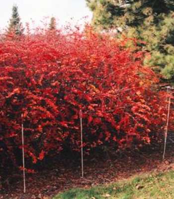 Cotoneaster Centennial