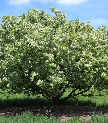 Crabapple