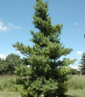 Eastern White Pine
