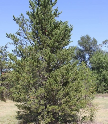 Jack Pine