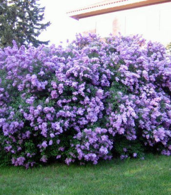 Lilac, Common