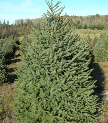 Meyer Spruce