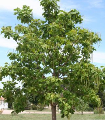 Catalpa