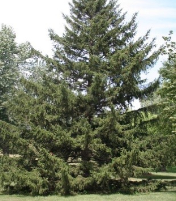 Norway Spruce