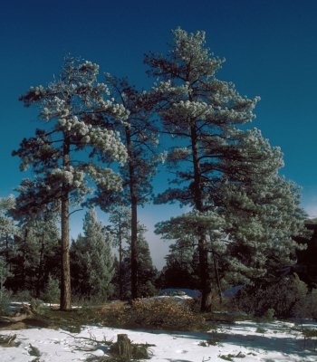 Ponderosa Pine