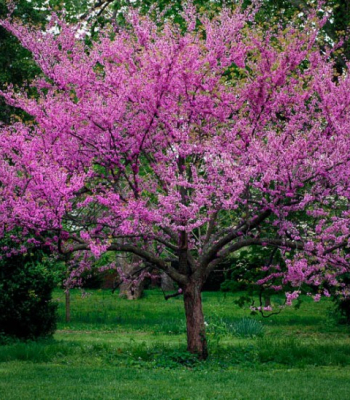 Redbud