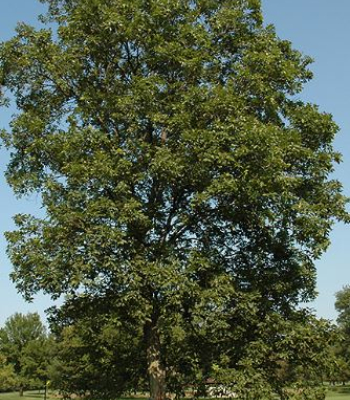 Shagbark Hickory