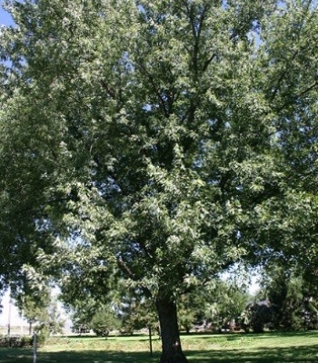 Silver Maple