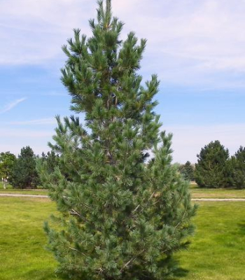 Southwestern White Pine