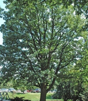 Swamp White Oak