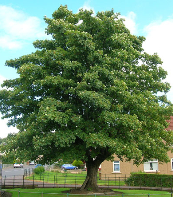 Sycamore