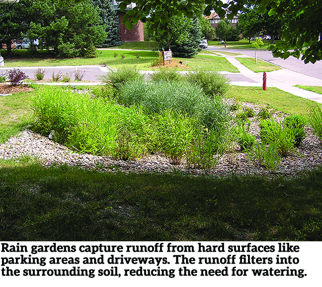 RainGarden.jpg